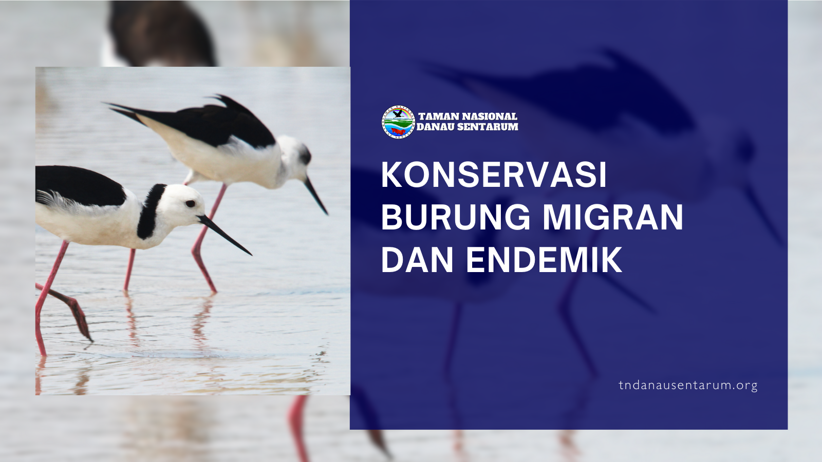 tndanausentarum.org